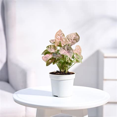 UGAOO Syngonium Pink Neon Live Plant With Grow Pot : Amazon.in: Garden ...