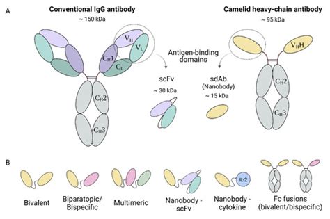 A Small Virus to Deliver Small Antibodies: New Targeted Therapies Based ...