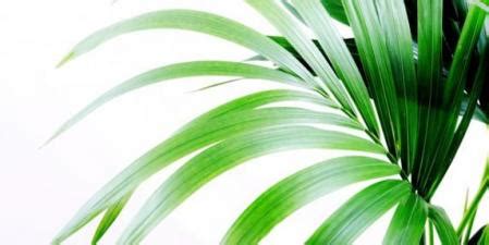 Dónde colocar estas plantas para que el aire de tu casa sea más limpio