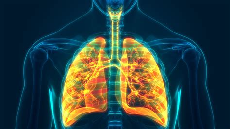 Respiratory System Quiz - Quiz.now