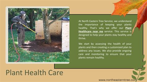 Northeastern Tree Service 的图像结果