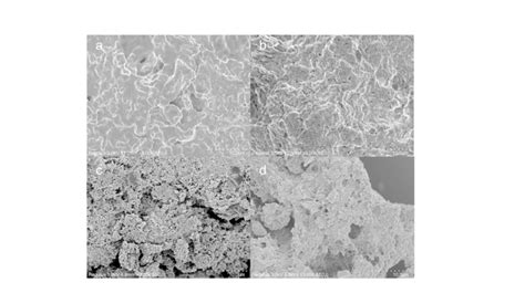 Image result for Scanning Electron Microscope Images