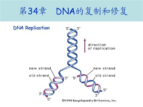 DNA的复制、转录、翻译_word文档在线阅读与下载_免费文档