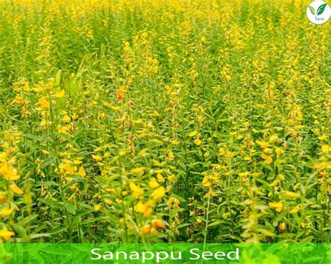 Fodder Seeds - Multi Cut Fodder Bajra Seed Manufacturer from Tirunelveli