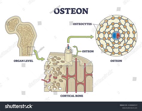 Osteon Haversian System Compact Bone Structure Stock Vector (Royalty Free) 2188868557 | Shutterstock