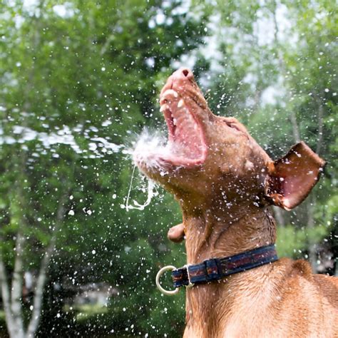 Salt-Based vs. Salt-Free Water Softeners Prices 🇺🇸 monthyear