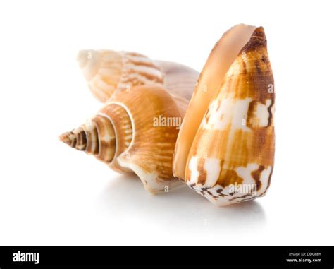 Image result for Isolated Shells