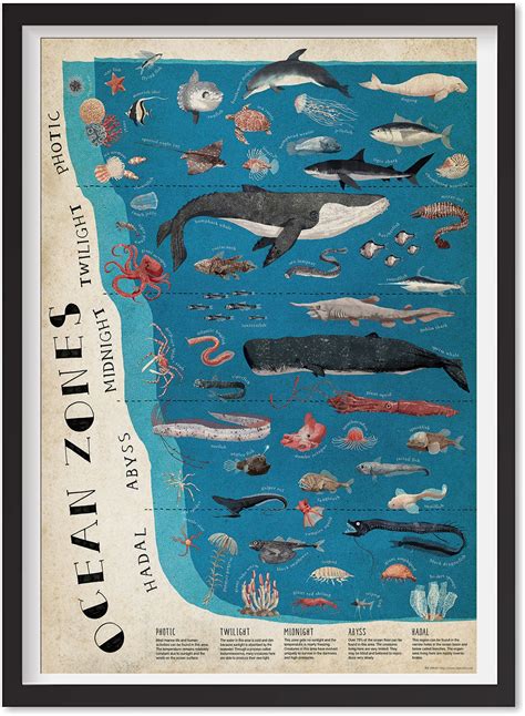 The Layers Ocean Zones Poster Educational Science Classroom - Etsy