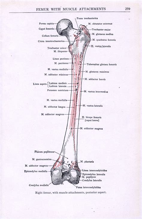 Linea Aspera Femur