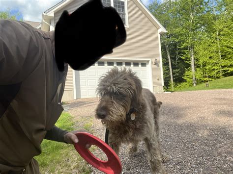 My favorite homie on my route. His name is Huck. : r/UPSers