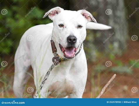 Pitbull Mix Lab Pitbull Lab Pitbull Retriever Labrador Retriever