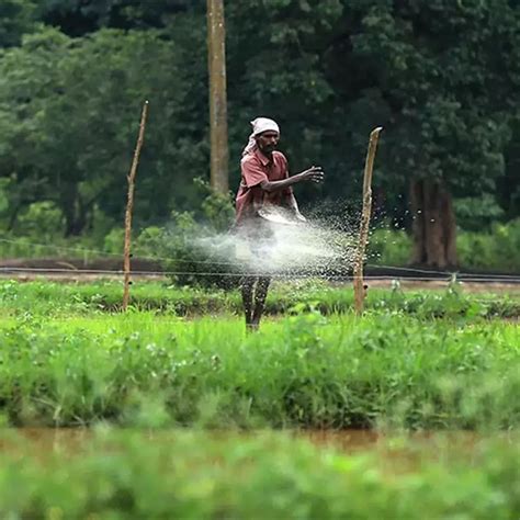 India has prominent supplies of fertilizers | Business Outreach