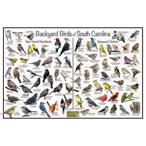 Backyard Birds of South Carolina Bird Identification Poster ...