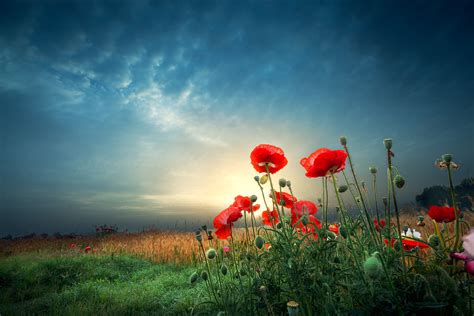 'In Flanders fields' lyrics - Classical Music