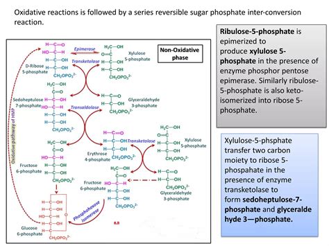 Pentose phosphate pathway (Hexose Monophosphate Pathway) | PDF