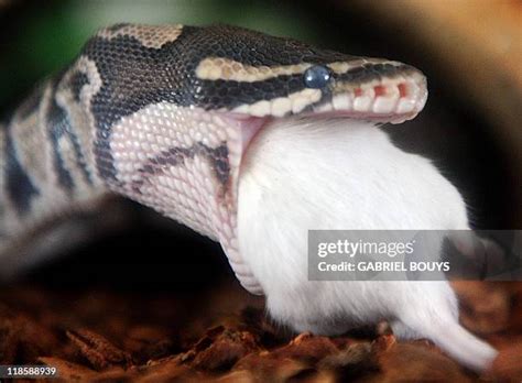 Python Mouth Open Deer 的图像结果