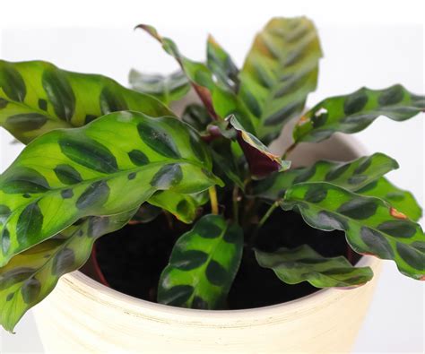 Best small indoor plants: 6 compact houseplants | Homes and Gardens