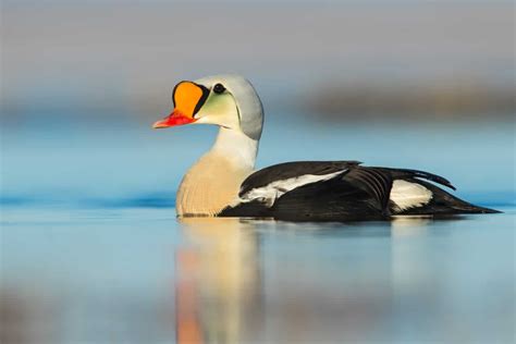 Discover 11 Types of Birds That Can Swim Underwater - A-Z Animals