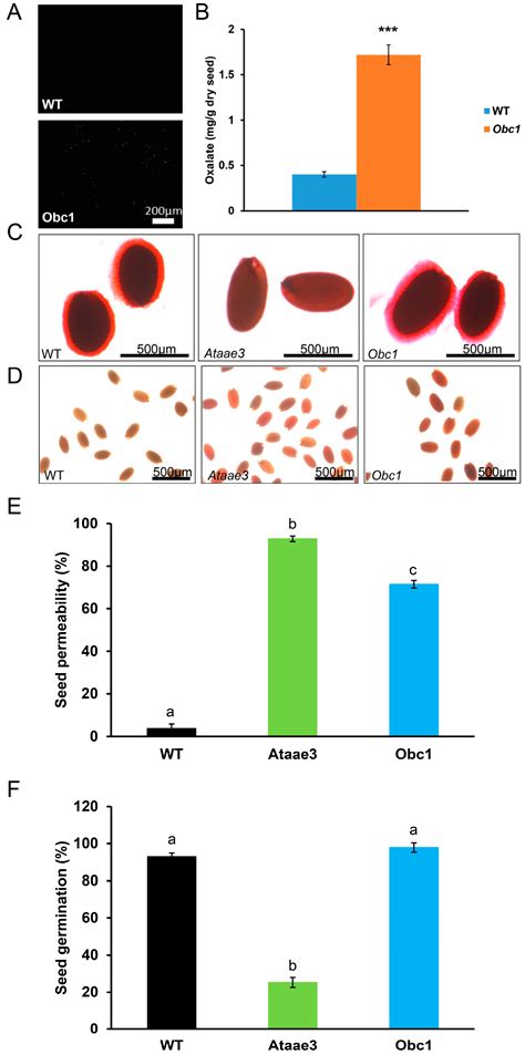 Disruption of the Arabidopsis Acyl-Activating Enzyme 3 Impairs Seed ...