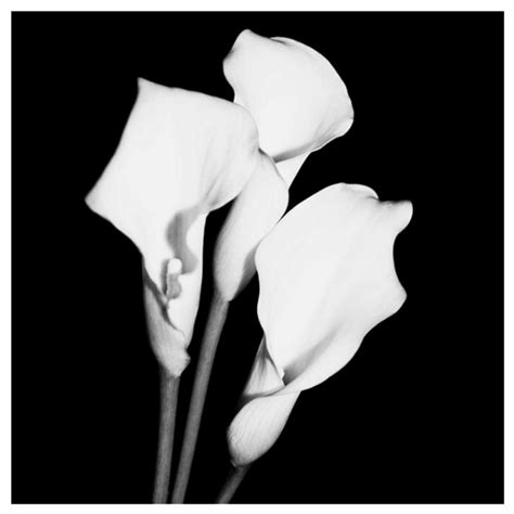 Calla Portrait II – The Living Influence