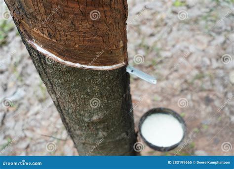 Image result for Rubber Tree Tapping