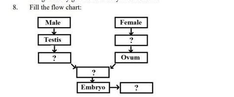 fill the flow chart please - Brainly.in