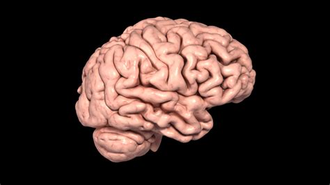 Image result for Brain Machine Learning Vector