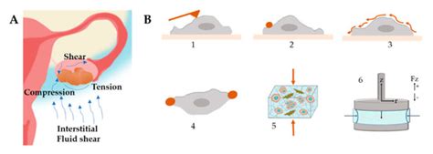 Modeling the Tumor Microenvironment of Ovarian Cancer: The Application ...