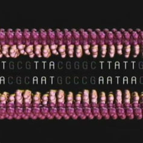 Image result for DNA Replication Advanced