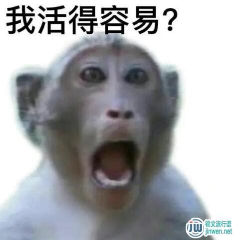 猴子的命也是命是什么意思？表情包 - 娱乐圈热词 - 锦文网络流行语