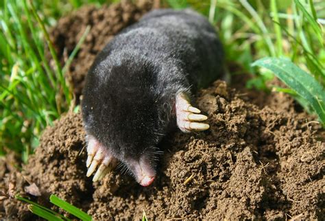 Image result for Mole Problem Solving