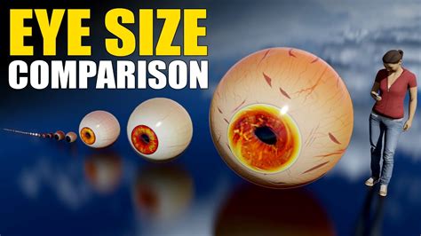 Biggest Eyes Size Animals and Humans In The World || Eyes Size ...