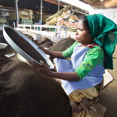 CNN tracks the tea industry in depth, to air 'The Price of tea' series ...