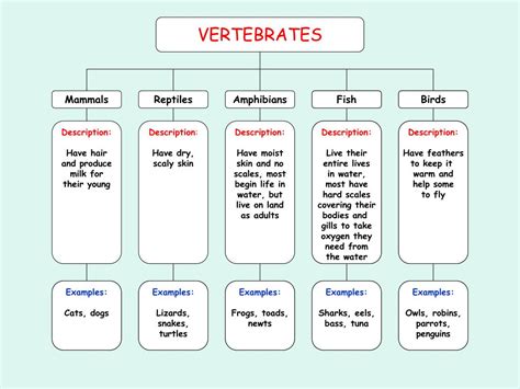Image result for Classification System Latin