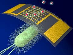 A New, Highly Sensitive Chemical Sensor Uses Protein Nanowires : UMass ...