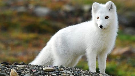 Baby Arctic Fox Wallpapers - Top Free Baby Arctic Fox Backgrounds ...