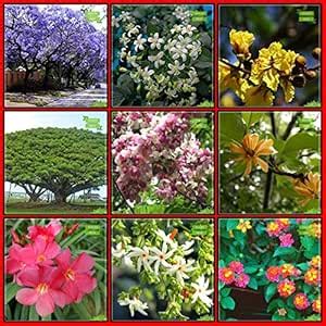 Creative Farmer Gardening Seeds Combo Tree Seeds : Jacaranda, Murrayya ...