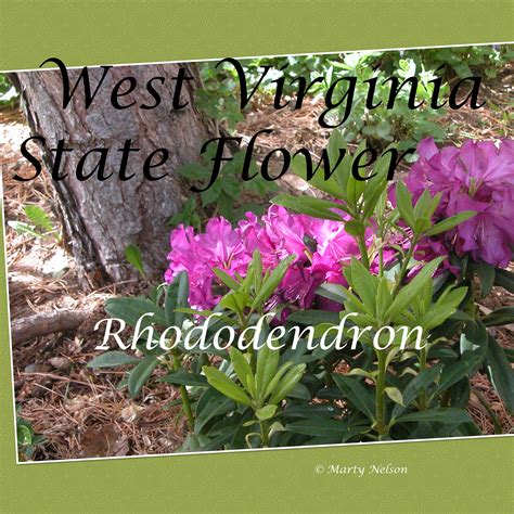 Rhododendron: West Virginia State Flower