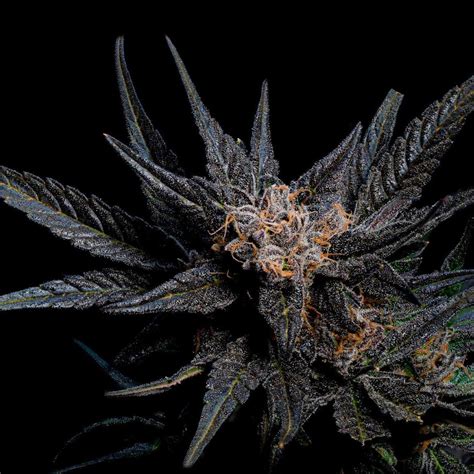 Sativa Strains — CTPHARMA