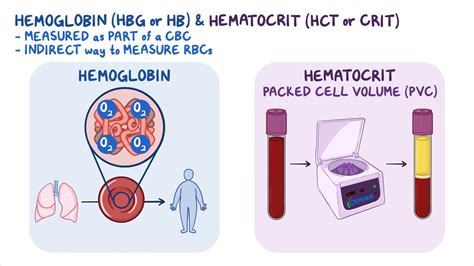 What Is Mean Cell Hemoglobin Low