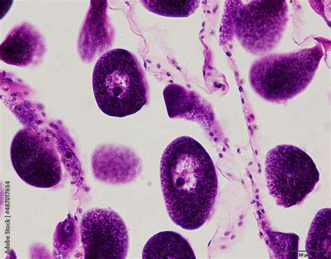 Image result for Tissue Sample Test