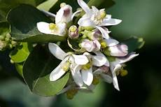 limoni in vaso concimazione concimazione limoni concime come e quando concimare limoni limoni in vaso concimazione concimazione limoni concime come e quando concimare limoni
