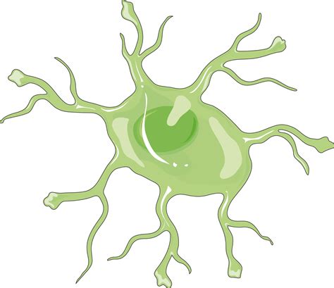 Image result for Astrocyte