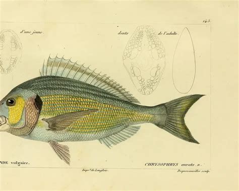 Image result for Snapper Animal