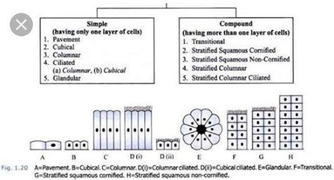 On the basis of shape and functions of cells how epithelial tissues are ...