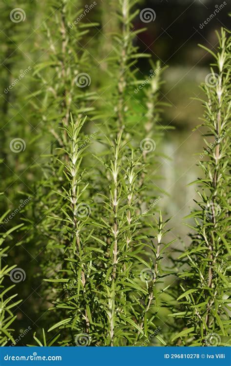 Rosemary Leaves In Spanish at Sean Swick blog