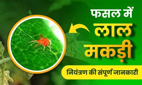 Miticide: मकड़ी की समस्या और इसका नियंत्रण – BharatAgri Krushi Dukan