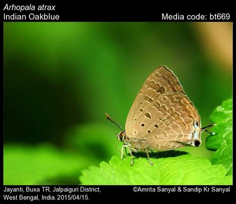 Arhopala atrax | Butterfly