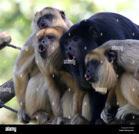 Monkeys zoo screaming hi-res stock photography and images - Alamy