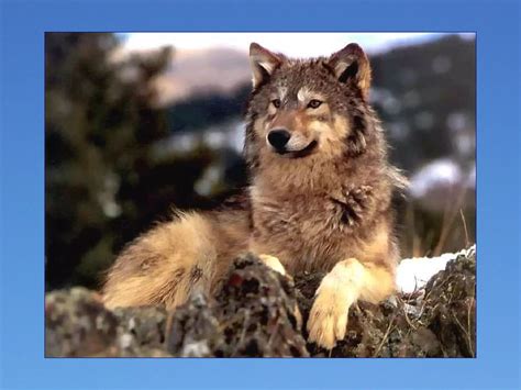 Dancing Wolves 的图像结果